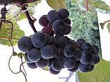 Саженцы винограда  Конкорд (самовывоз из БРЕСТА), фото 2