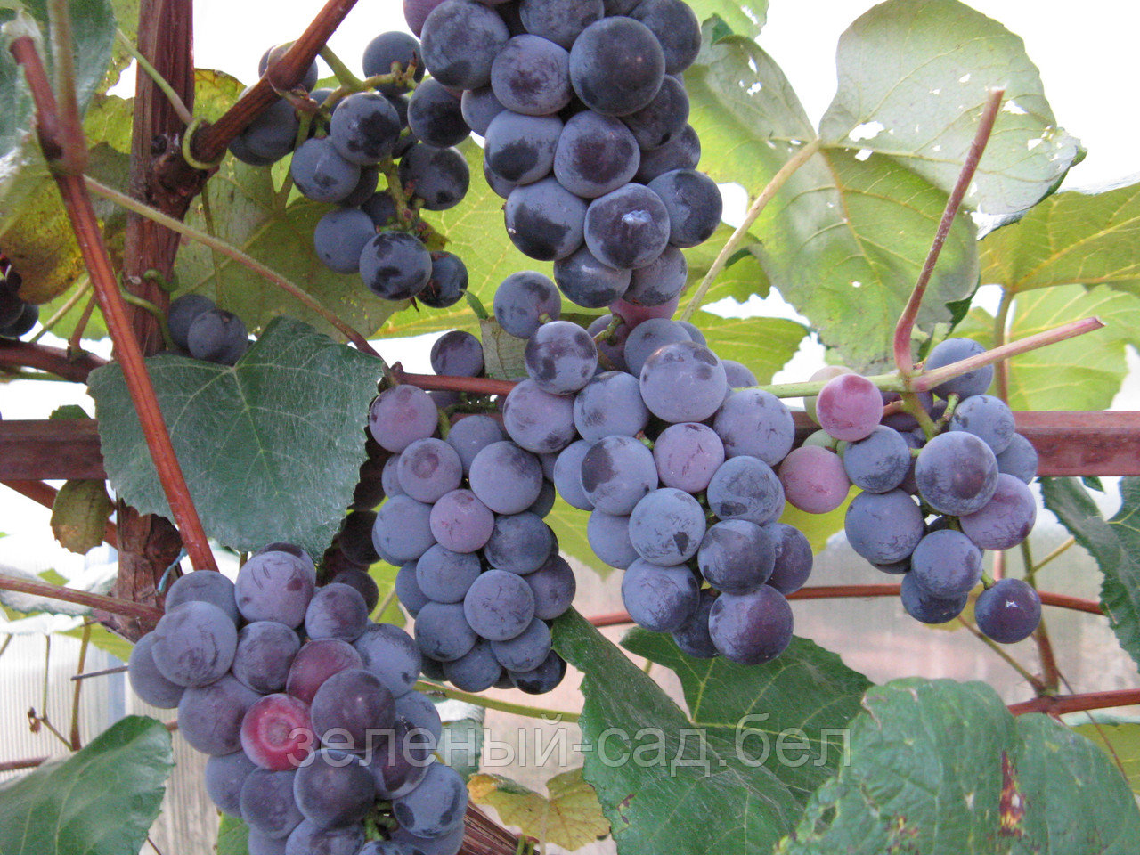 Саженцы винограда Конкорд (самовывоз из БРЕСТА) - фото 1 - id-p106874669