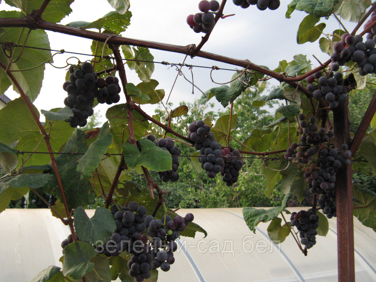 Саженцы винограда Конкорд (самовывоз из БРЕСТА) - фото 3 - id-p106874669