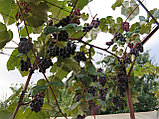 Саженцы винограда  Конкорд (самовывоз из БРЕСТА), фото 4