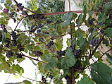 Саженцы винограда  Конкорд (самовывоз из БРЕСТА), фото 5