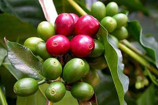 Органические напитки, зеленый кофе и фиточаи