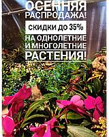 Осенняя распродажа! Скидки до 35% на однолетние и многолетние растения в Садовом центре GreenHippo.