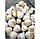 Озимый чеснок сорта Мессидор (Франция), фото 2