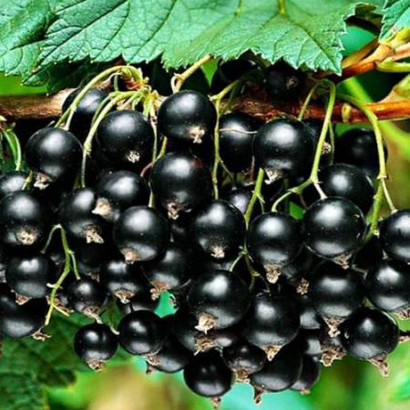 Саженцы смородины сорта Атлант