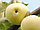 Саженцы яблони раннего срока созревания сорта Белый налив, фото 2