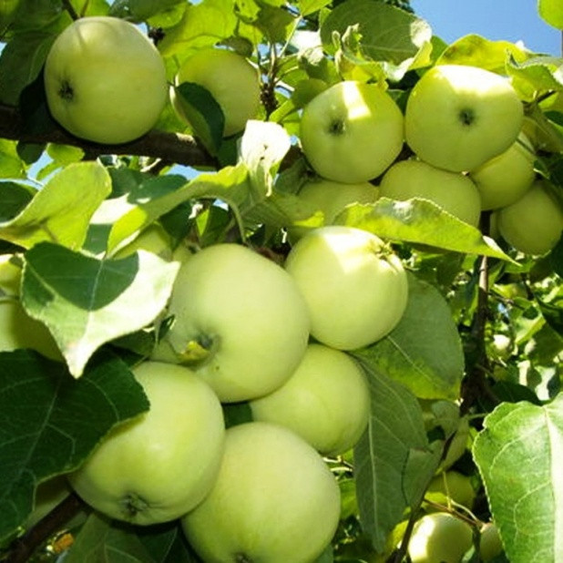 Саженцы яблони раннего срока созревания сорта Белый налив - фото 3 - id-p107923166