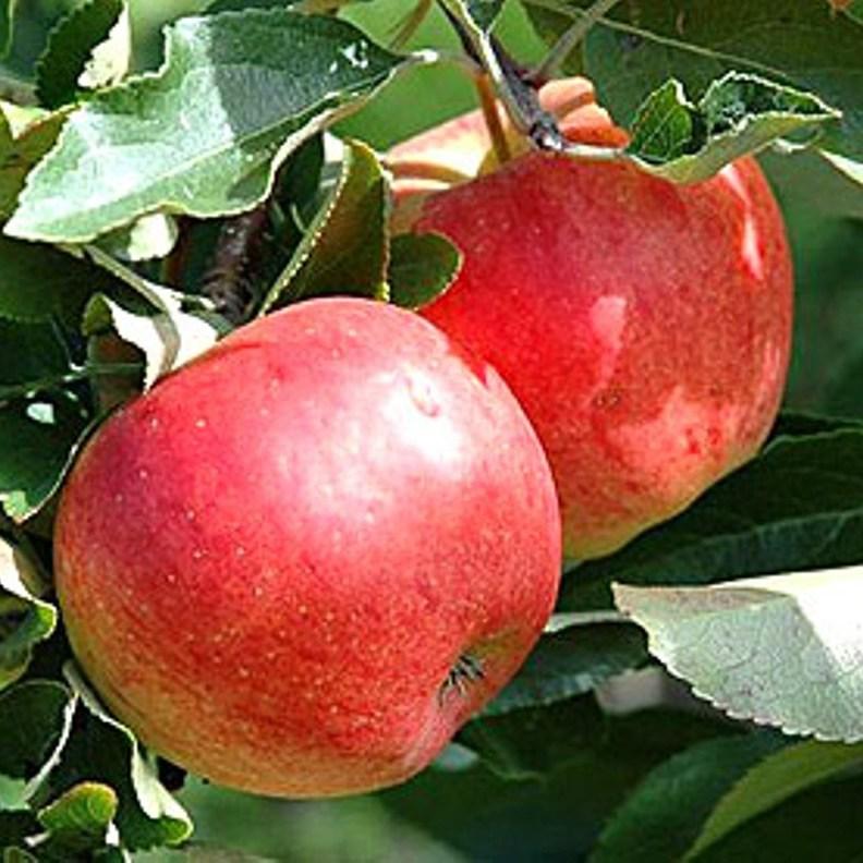 Саженцы яблони осеннего срока созревания сорта Теремок, фото 1