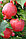 Саженцы яблони осеннего срока созревания сорта Теремок, фото 3