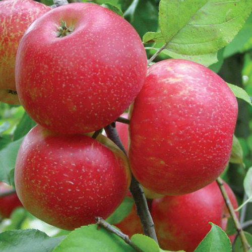 Саженцы яблони осеннего сорта Хани Крисп (Хоней Крисп)