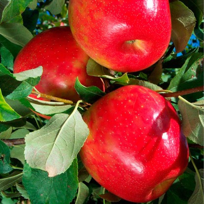 Саженцы яблони осеннего сорта Хани Крисп (Хоней Крисп) - фото 2 - id-p107988188