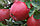 Саженцы яблони осеннего сорта Хани Крисп (Хоней Крисп), фото 3