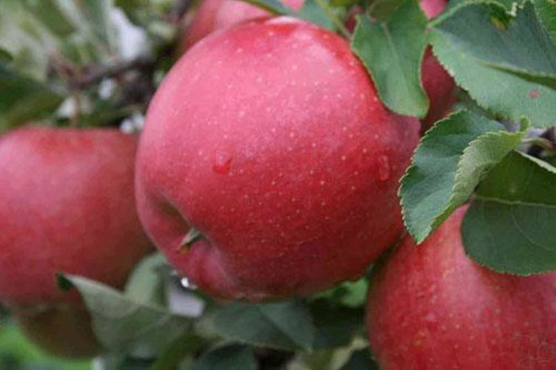 Саженцы яблони осеннего сорта Хани Крисп (Хоней Крисп) - фото 3 - id-p107988188