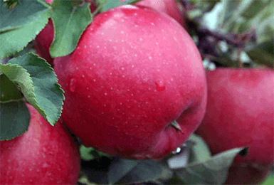 Саженцы яблони осеннего сорта Хани Крисп (Хоней Крисп) - фото 4 - id-p107988188