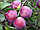 Саженцы яблони позднего срока созревания сорта Имант, фото 3