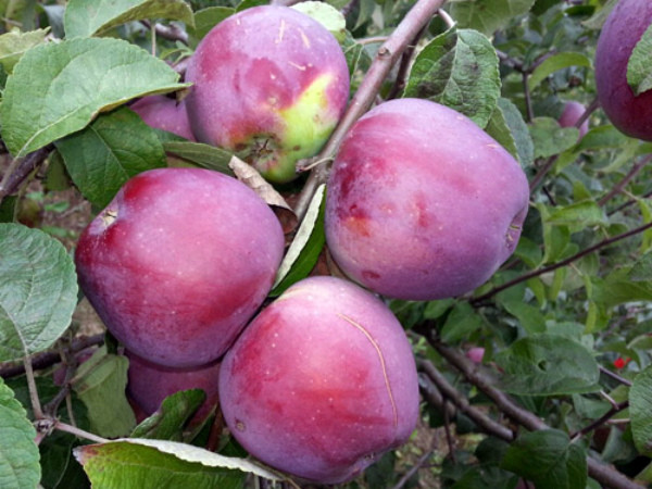 Саженцы яблони позднего срока созревания сорта Имант - фото 3 - id-p107988251