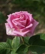 Роза чайно-гибридная AQUA - фото 3 - id-p5931670