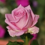 Роза чайно-гибридная AQUA - фото 4 - id-p5931670