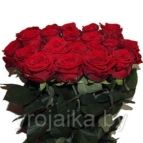 Срезанная роза "Red Naomi" 70 см.