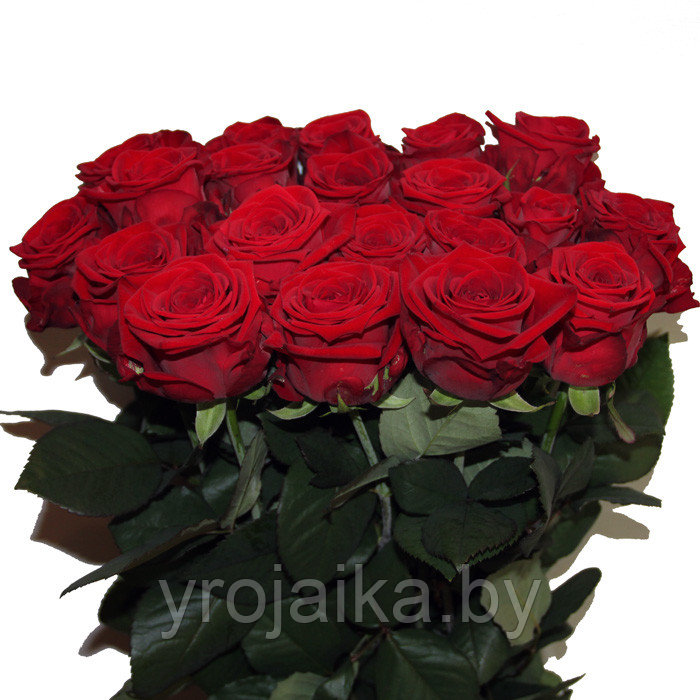 Срезанная роза "Red Naomi" 60 см. - фото 1 - id-p108001599