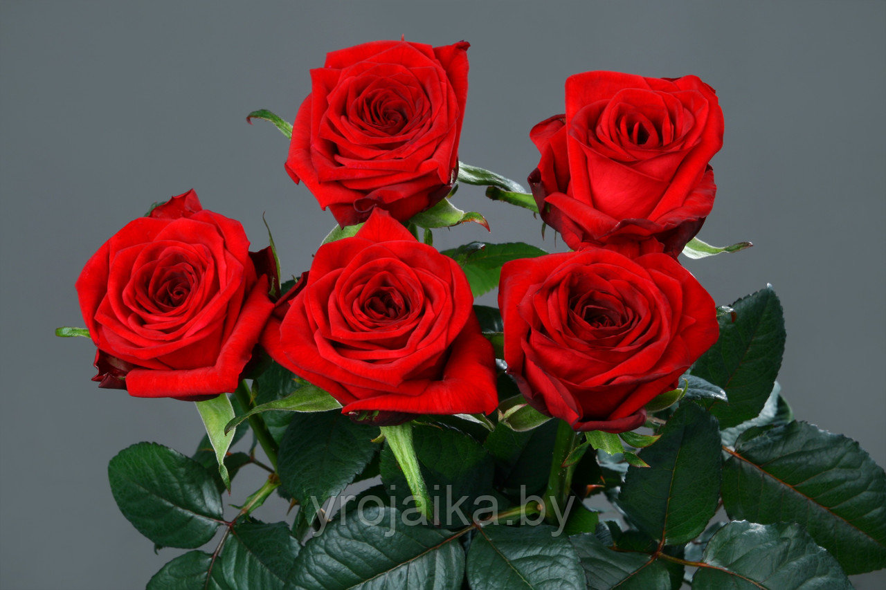 Срезанная роза "Red Naomi" 60 см. - фото 3 - id-p108001599