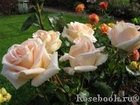 Роза чайно-гибридная OSIANA, фото 5