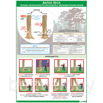 Плакат Техника безопасности при работе с бензомоторной пилой Валка леса, фото 2