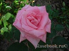 Роза чайно-гибридная DOLCE VITA, фото 4