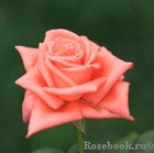 Роза чайно-гибридная DOLCE VITA, фото 3