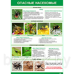 Плакат Опасные насекомые