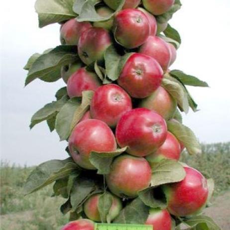 Саженцы колоновидной яблони сорта Валюта - фото 2 - id-p108024461