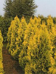 Туя западная Европа Голд (Thuja occidentalis Europe Gold)