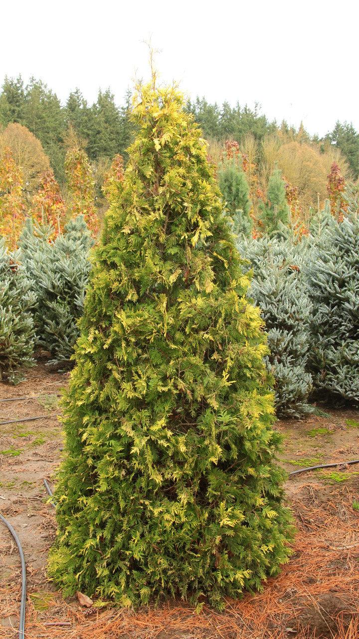 Туя западная Санкист (Thuja occidentalis 'Sunkist') - фото 1 - id-p108039345