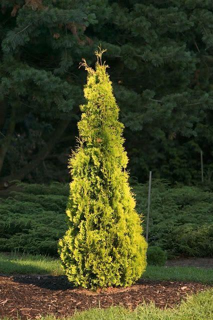 Туя западная Еллоу Риббон (Thuja occidentalis Yellow Ribbon) - фото 1 - id-p108039393