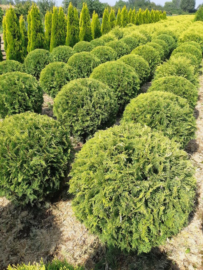 Туя западная Голден Глоб (Thuja occidentalis Golden Globe) - фото 2 - id-p108064406