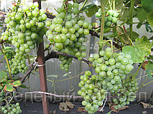 Саженцы винограда Ontario (самовывоз из БРЕСТА)