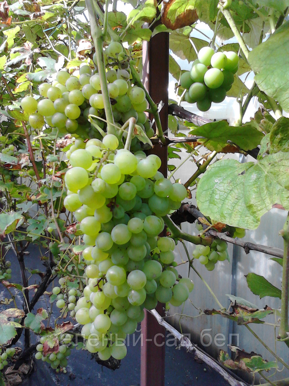 Саженцы винограда Ontario (самовывоз из БРЕСТА) - фото 4 - id-p108067151