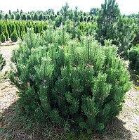 Сосна горная Мугус (Pinus mugo var. mughus)