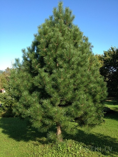 Сосна черная австрийская (Pinus nigra var.austriaca) - фото 1 - id-p108071461