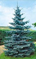 Ель колючая Koстер (Picea pungens Koster)