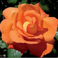 Роза плетистая SIGNORA - фото 1 - id-p5944169