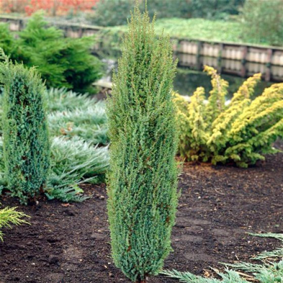 Можжевельник обыкновенный Арнольд (Juniperus communis Arnold) - фото 1 - id-p108079352