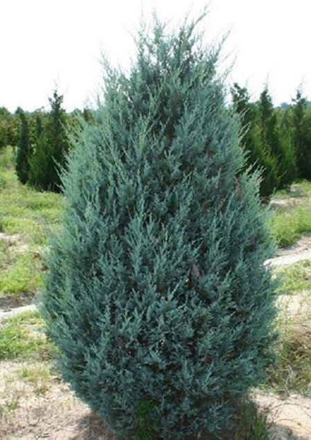 Можжевельник скальный Блю Хевен (Juniperus scopulorum Blue Heaven) - фото 1 - id-p108080032