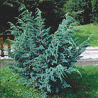 Можжевельник чешуйчатый Мейери (Juniperus squamata Meyeri)