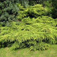 Можжевельник Пфитцера Мордиган Голд (Juniperus x pfitzeriana Mordigan Gold)