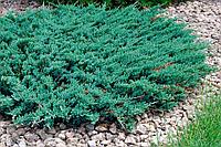 Можжевельник горизонтальный Блю Чип (Juniperus horizontalis Blue Chip)