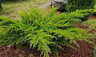Можжевельник средний Минт Джулеп (Juniperus media Mint Julep)