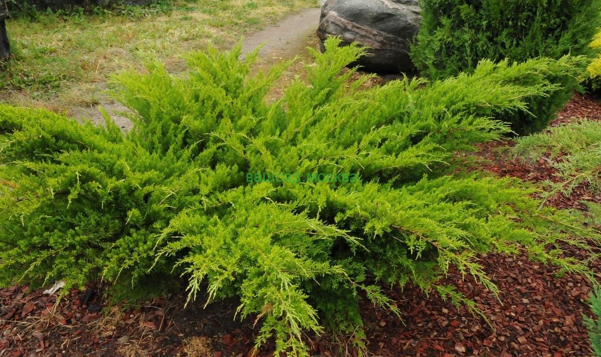 Можжевельник средний Минт Джулеп (Juniperus media Mint Julep) - фото 1 - id-p108082317