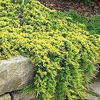 Можжевельник горизонтальный Голден Карпет (Juniperus horizontalis Golden Carpet)