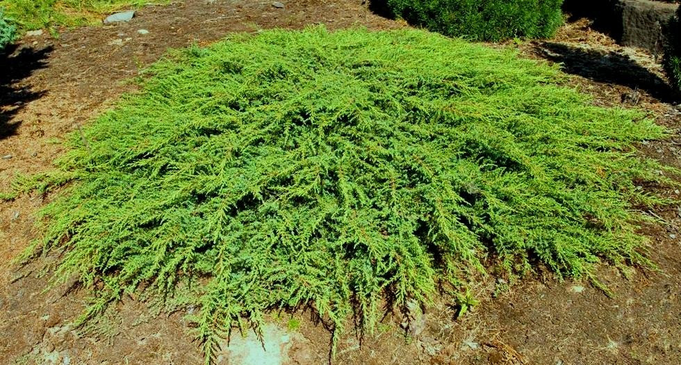 Можжевельник обыкновенный Грин Карпет (Juniperus communis Green Carpet) - фото 1 - id-p108089286